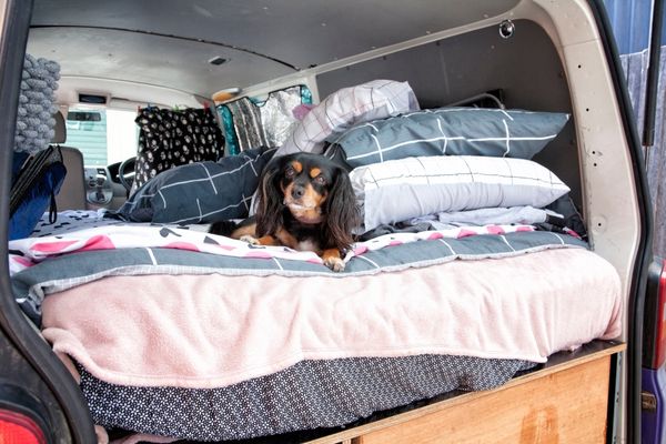 camping with pets - dog inside camper
