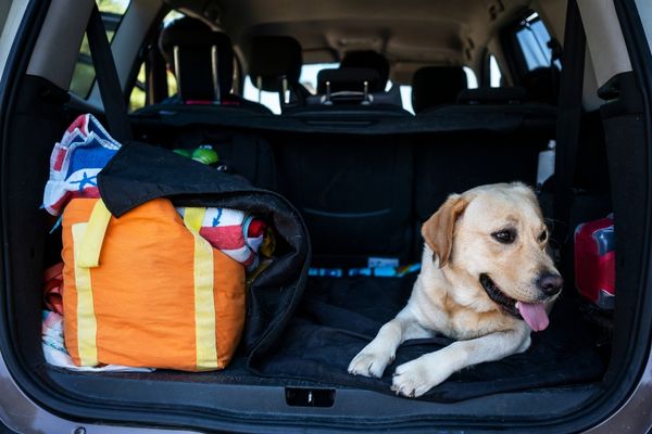 camping with pets - dog inside boot
