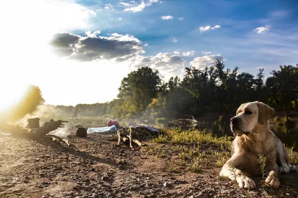 camping benidorm admiten perros - perro acostado en posición de atención